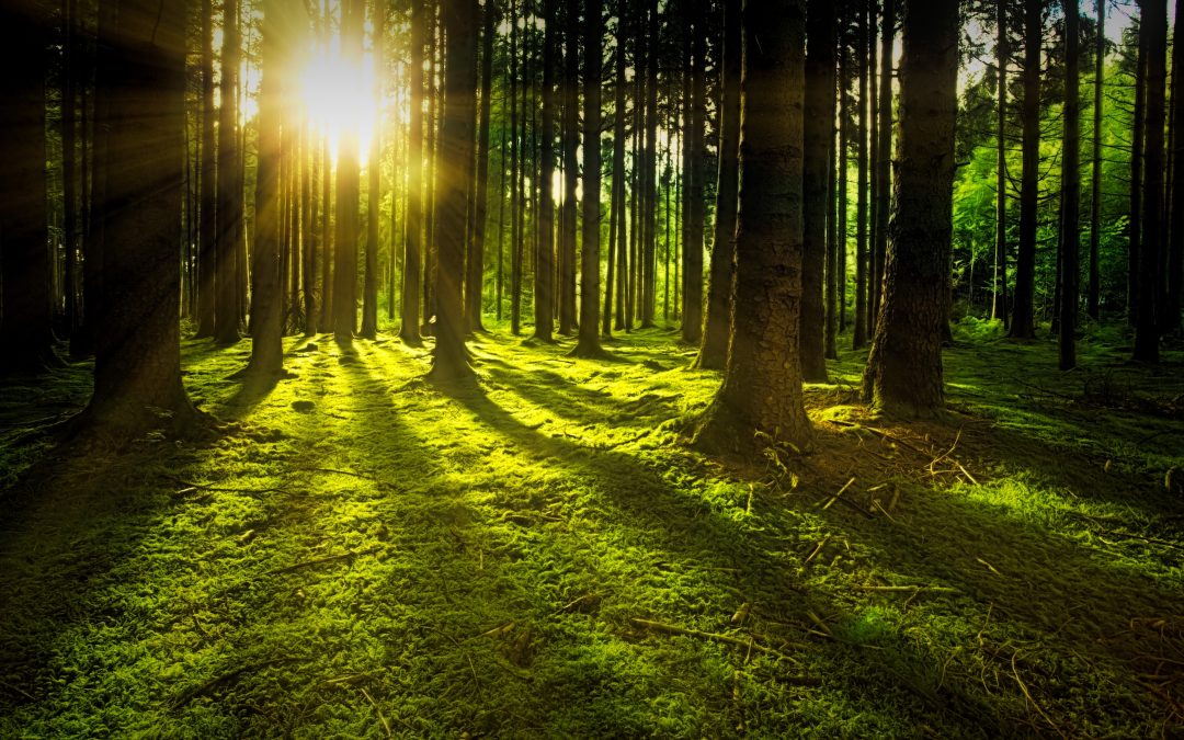 ISO Standards – Can’t see the wood for the trees?
