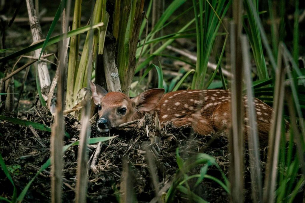 Lorit ADAS blog - Blinding Sensors and Animal Detection in fields